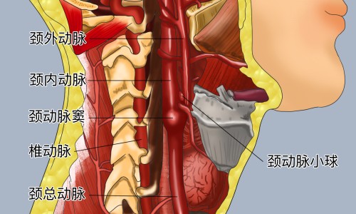 焦苡仁的功效和作用-焦杏仁的功效与作用及禁忌-专业上焦杏仁 中焦蔻仁 下焦苡仁平台-焦杏仁的功效与作用及禁忌是什么