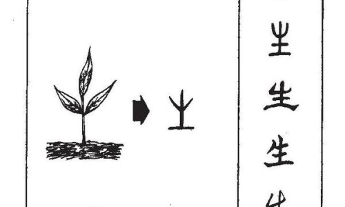 焦杏仁的功效与作用及禁忌图片-焦杏仁的功效与作用及禁忌-专业上焦杏仁 中焦蔻仁 下焦苡仁平台-焦杏仁的功效与作用及禁忌是什么